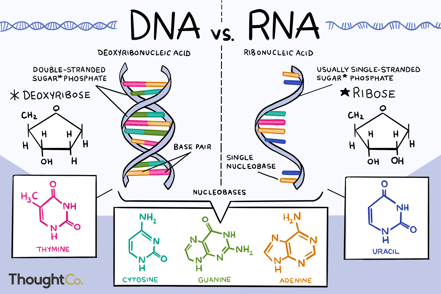 What Are The Three Principal Structural Differences Between Rna And Dna