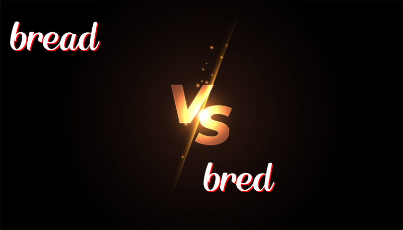 Differentiating Between Bread and Bred: A Simple Guide